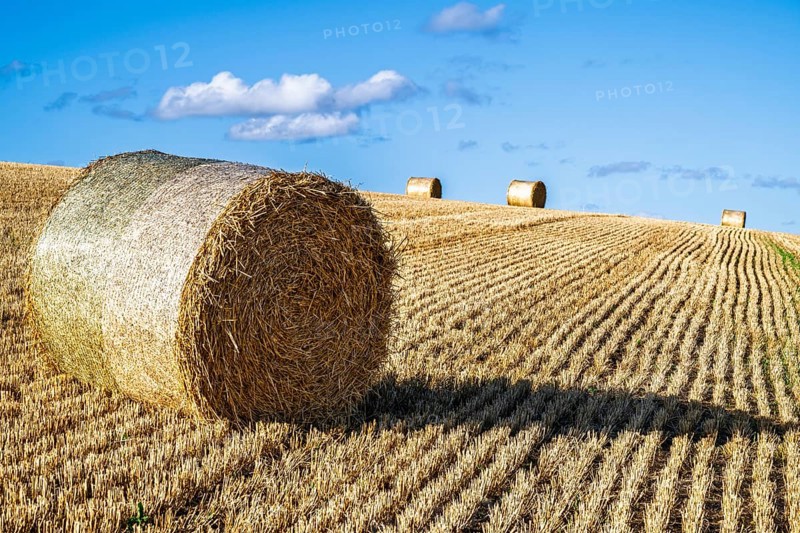 Straw bales in the Scottish fields, Southeast Scotland, UK