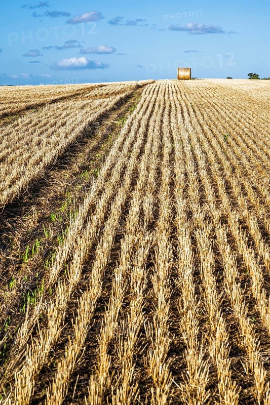 Straw bales in the Scottish fields, Southeast Scotland, UK
