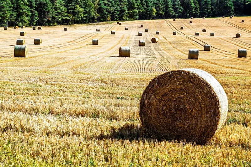 Straw bales in the Scottish fields, Southeast Scotland, UK