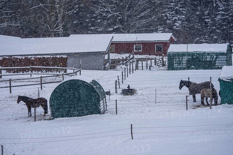 Horses in a paddock, snowy in winter, snowfall, in Elfringhauser Switzerland, near Sprockhövel, North Rhine-Westphalia, Germany