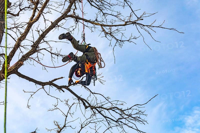 Detroit, Michigan - Members of the Detroit Arborist Collective trim dead branches from a burr oak tree. They also checked for the presence of oak wilt disease