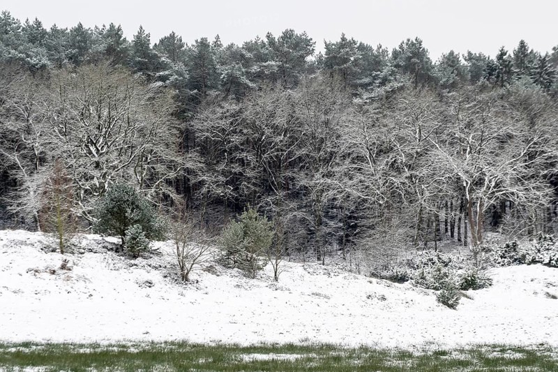 Forest edge with English oaks (Quercus robur) and pines (Pinus sylvestris) in the snow, Emsland, Lower Saxony, Germany