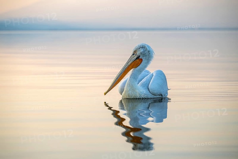 Dalmatian Pelican (Pelecanus crispus), Dalmatian Pelican, swimming, morning mood, in splendour, Lake Kerkini, Greece