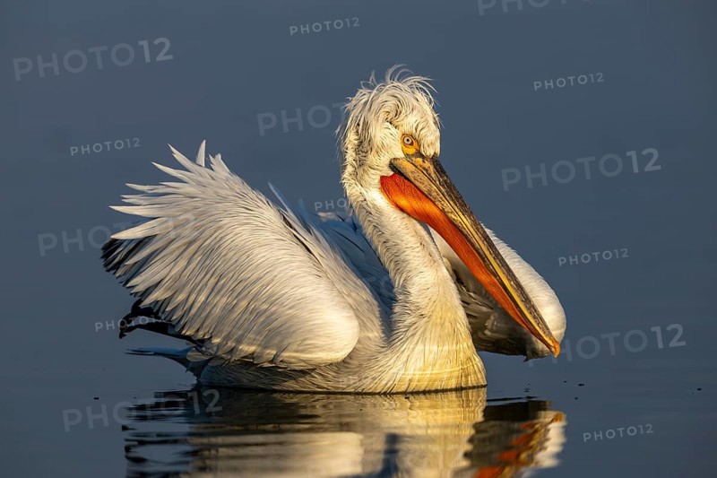 Dalmatian Pelican (Pelecanus crispus), Dalmatian Pelican, swimming, morning light, in its plumage, Lake Kerkini, Greece