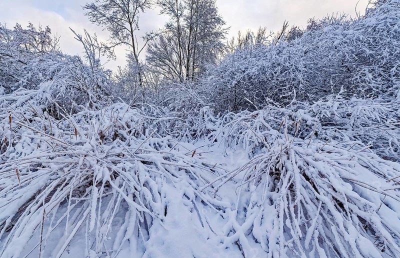 The onset of winter with snow in a forest and wetland in Hamburg's Vier- und Marschlanden near Fünfhausen. Kirchwerder, Hamburg, Germany
