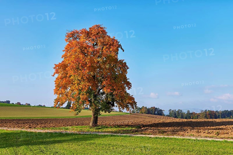 Discoloured pear tree (Pyrus), standing in a meadow, Beinwil, Freiamt, Canton Aargau, Switzerland