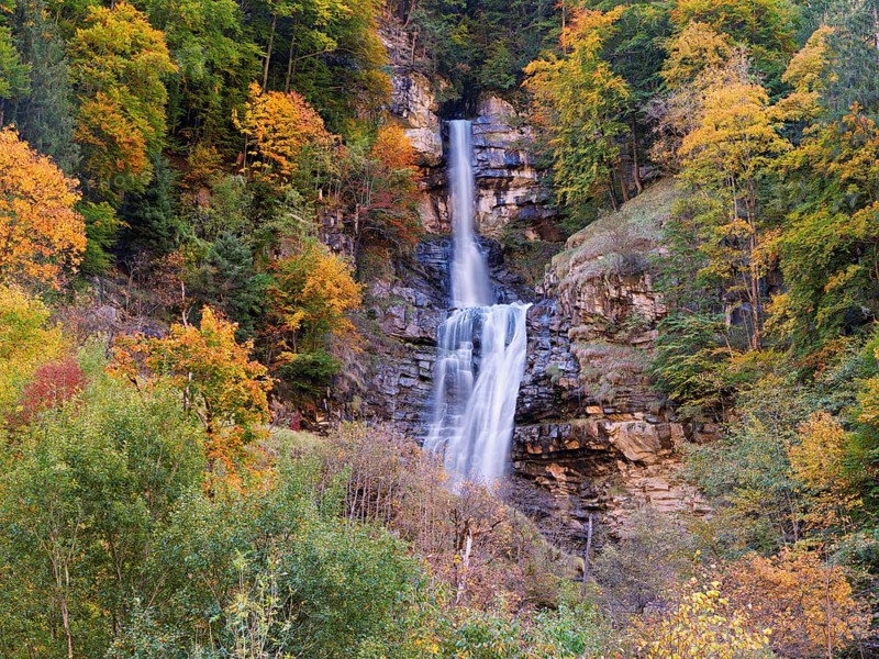 Autumn-coloured sycamore maple (Acer pseudo plantanus), at the Diesbach waterfall, Canton Glarus, Switzerland