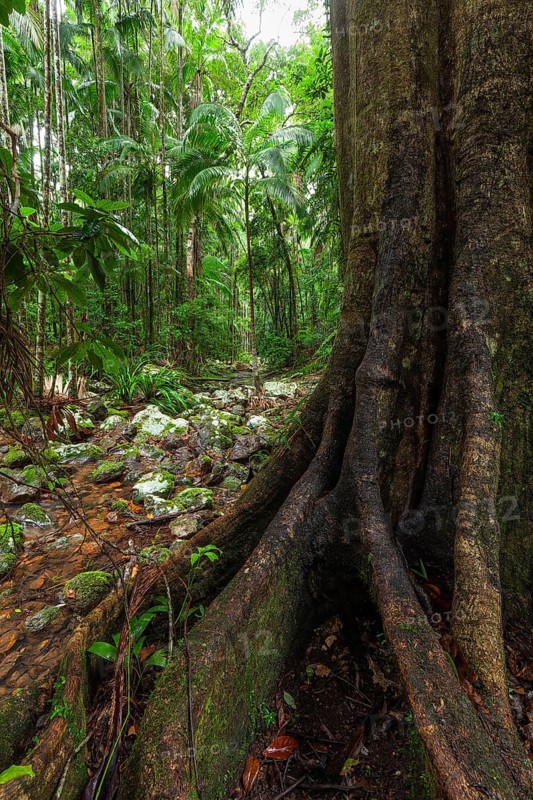 Ancient subtropical Gondwana rainforest with strangler fig at Repentance Creek, Minyon Falls track, New South Wales, Australia