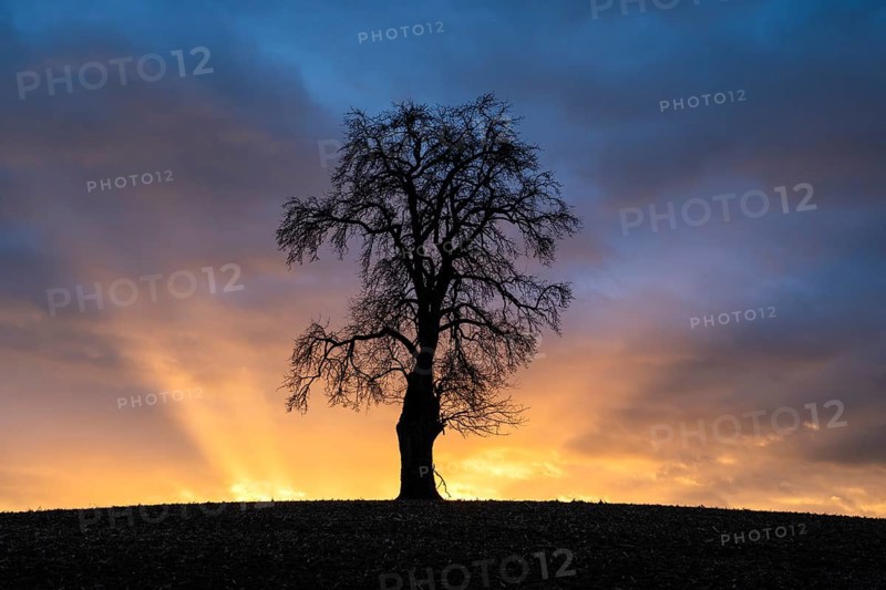 Solitary pear tree (Pyrus) at sunset with sunbeams. Rhine-Neckar district, Baden-Württemberg, Germany