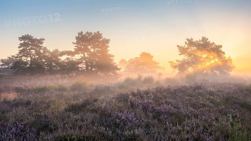 Pine trees in the blooming Mehlinger Heide at sunrise. Fog, fog rays and backlight. Mehlinger Heide Nature Reserve, Mehlingen, Rhineland-Palatinate, Germany