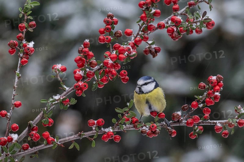 Blue tit (Parus caerulea), Emsland, Lower Saxony, Germany