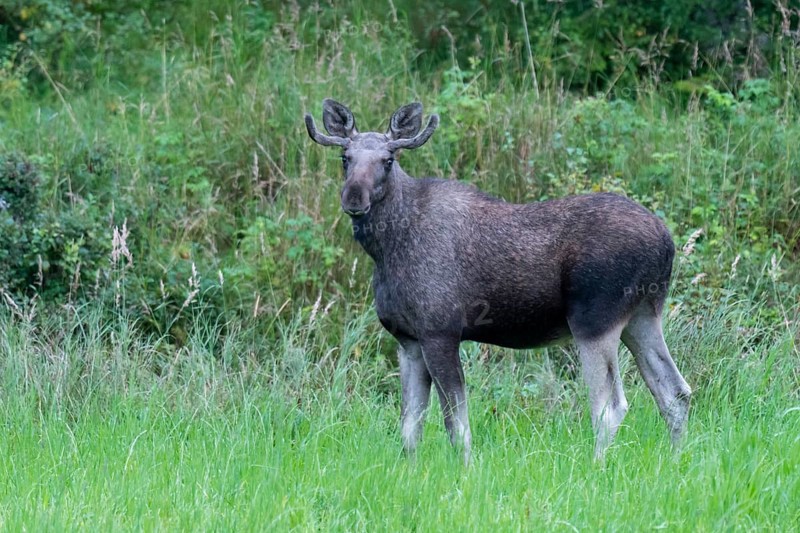 Male moose (Alces alces) in a meadow, Lauvsnes, Nordtronderlag, Norway