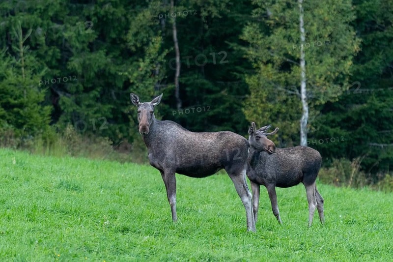 Moose (Alces alces) in a meadow, Lauvsnes, Nordtronderlag, Norway