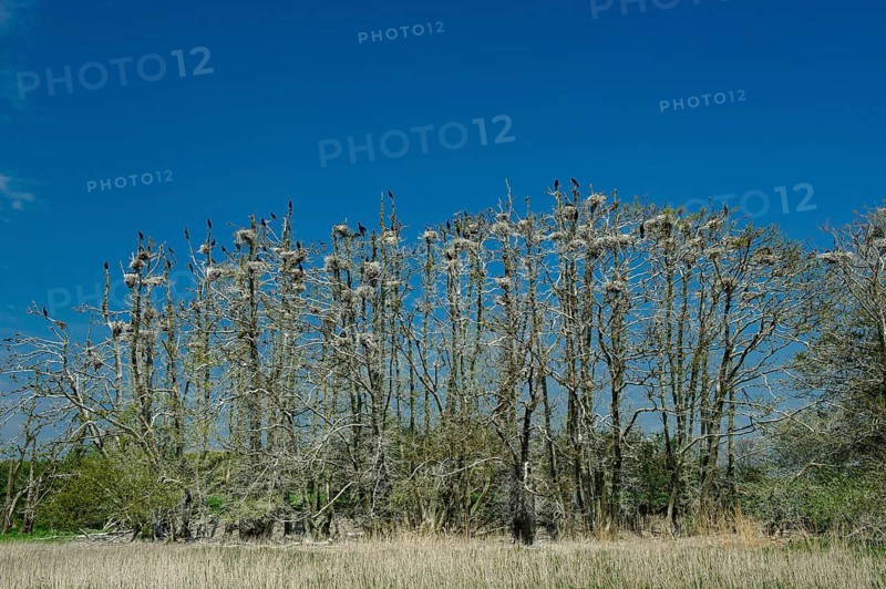 Cormorant (Phalacrocorax carbo) in the breeding colony, Stralsund, Mecklenburg-Western Pomerania, Germany