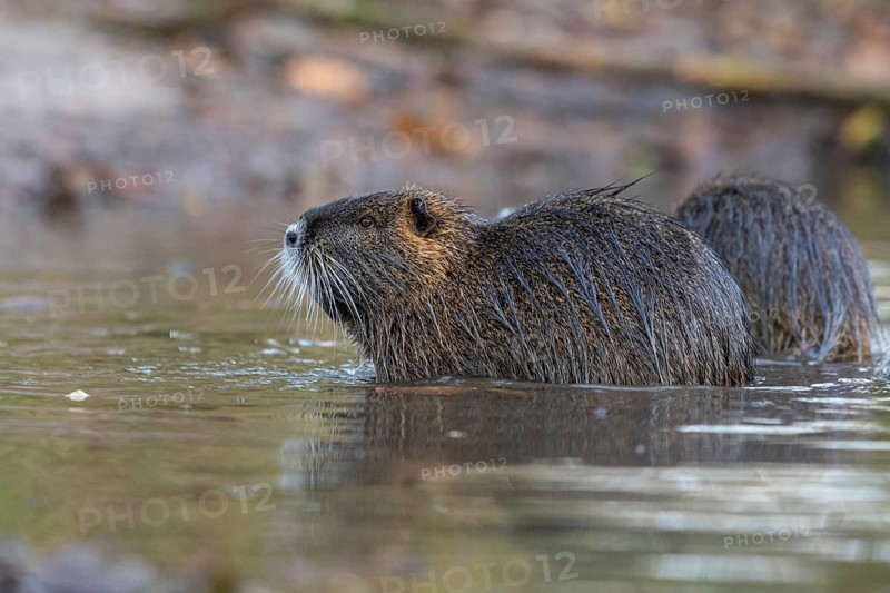 Nutria (Myocastor coypus) in a body of water, Osnabrück, Lower Saxony, Germany