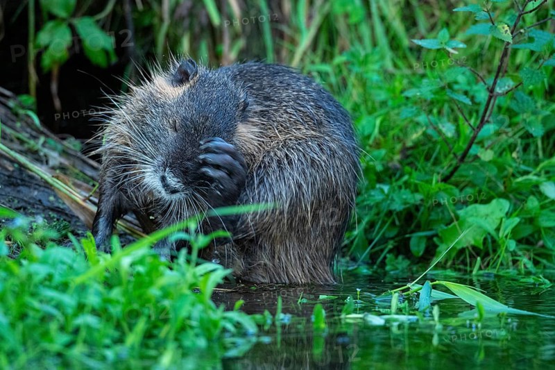 Nutria (Myocastor coypus) in a body of water, Osnabrück, Lower Saxony, Germany