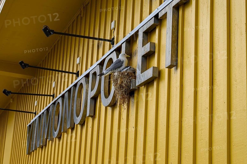 Yellow building of the Norwegian state wine monopoly with sign and floodlights and a breeding kittiwake (Rissa tridactyla) in the sign, blue sky, Båtsfjord, Finnmark, Norway