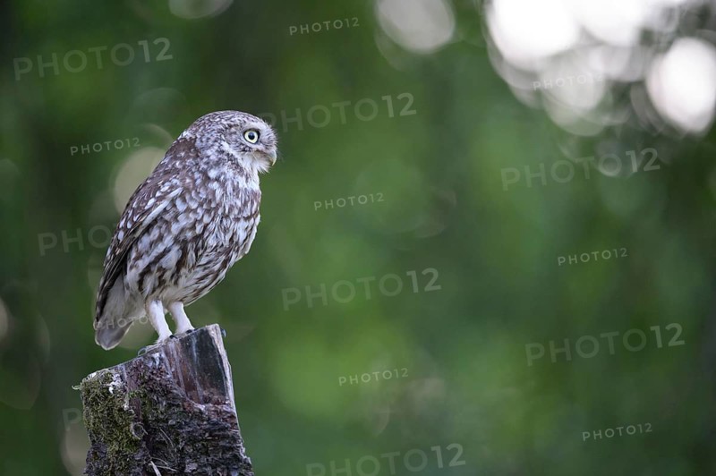 A little owl (Athene noctua) sitting alone on an old willow pole in front of a soft green background surrounded by some bouquet patterns, Osnabrücker Land, Lower Saxony, Germany