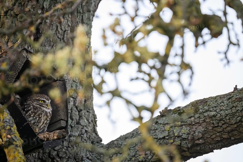A little owl (Athene noctua) sits in an artificial nesting box and looks around attentively, Osnabrücker Land, Lower Saxony, Germany