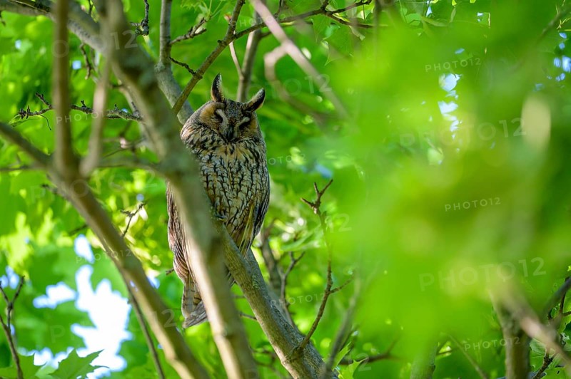 A long-eared owl (Asio otus) sitting on a branch, surrounded by green leaves in bright daylight, East Westphalia, North Rhine-Westphalia, Germany