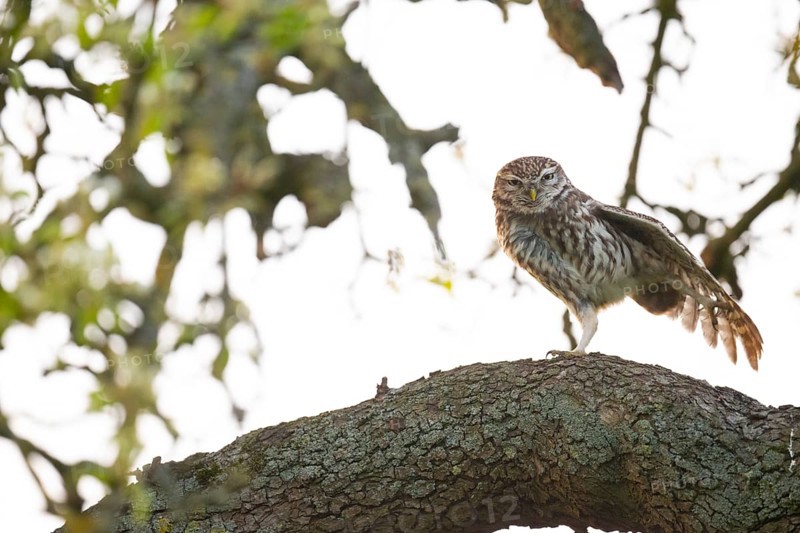 Little owl (Athene noctua) stretching out a wing on a branch of a pear tree (Pyrus communis), against a light-coloured background in a tree-rich environment, Osnabrücker Land, Lower Saxony, Germany