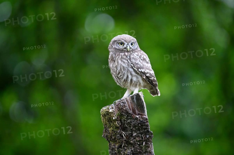 A live young little owl (Athene noctua) sits attentively on a tree stump against a green background, Osnabrücker Land, Lower Saxony, Germany