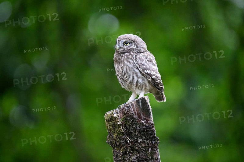 A little owl (Athene noctua) sitting alone on an old willow pole in front of a soft green background, Osnabrücker Land, Lower Saxony, Germany