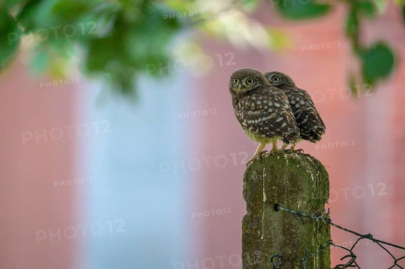 Two little little owls (Athene noctua) sitting on an old concrete fence post against the background of a house under soft green leaves, against a soft green background, Osnabrücker Land, Lower Saxony, Germany