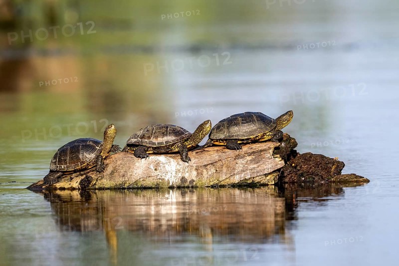Pond turtle (Emys cularis) basking on a tree trunk in the water, amphibian, Danube Delta, Romania