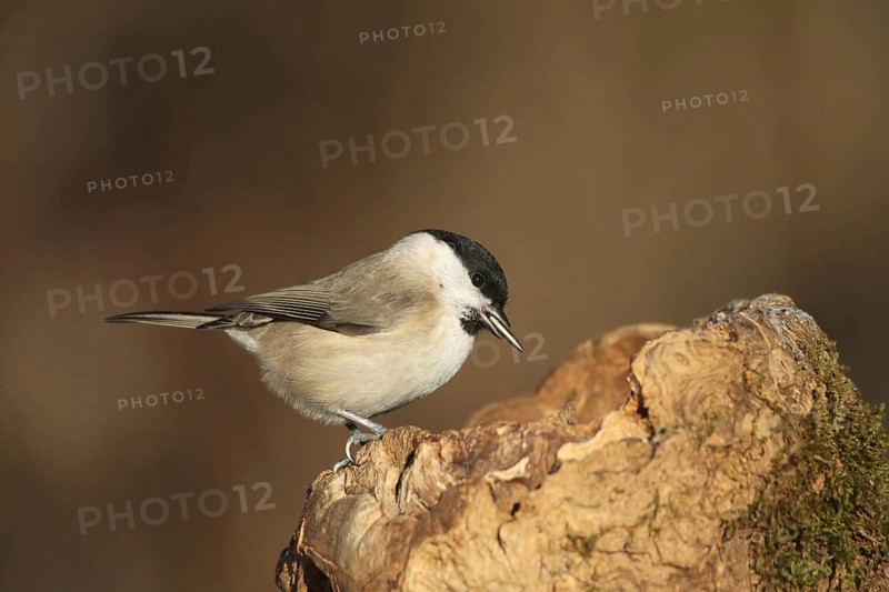 Marsh tit (Poecile palustris) or barn tit at winter feeding in the forest, Allgäu, Bavaria, Germany, Allgäu, Bavaria, Germany