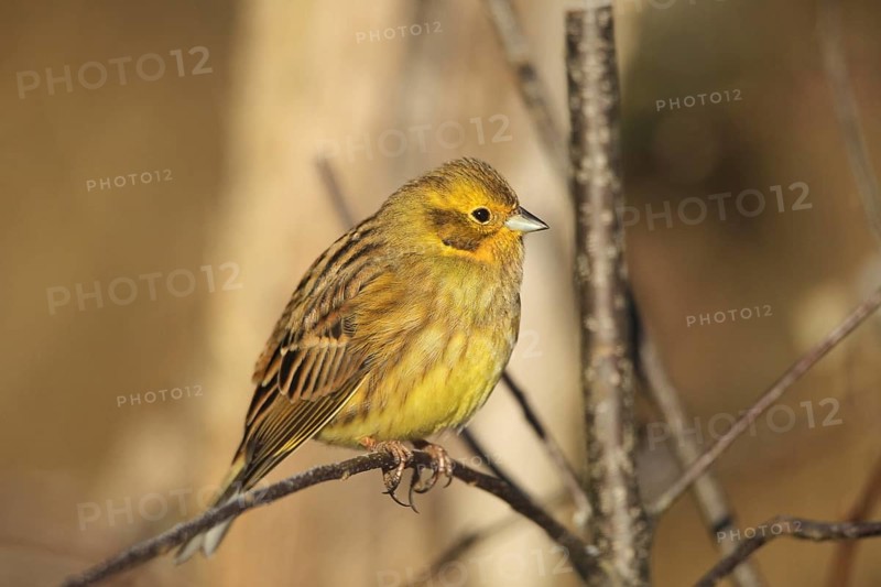 Yellowhammer (Emberiza citrinella) male, Allgäu, Bavaria, Germany, Allgäu, Bavaria, Germany