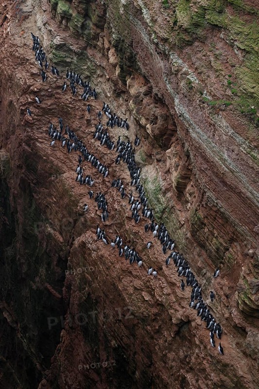 A large group of a densely packed bird colony of guillemots (Uria aalge) sits on a red sandstone rock cliff in a natural setting on the guillemot cliff of Helgoland Island, Helgoland, Schleswig-Holstein, Germany