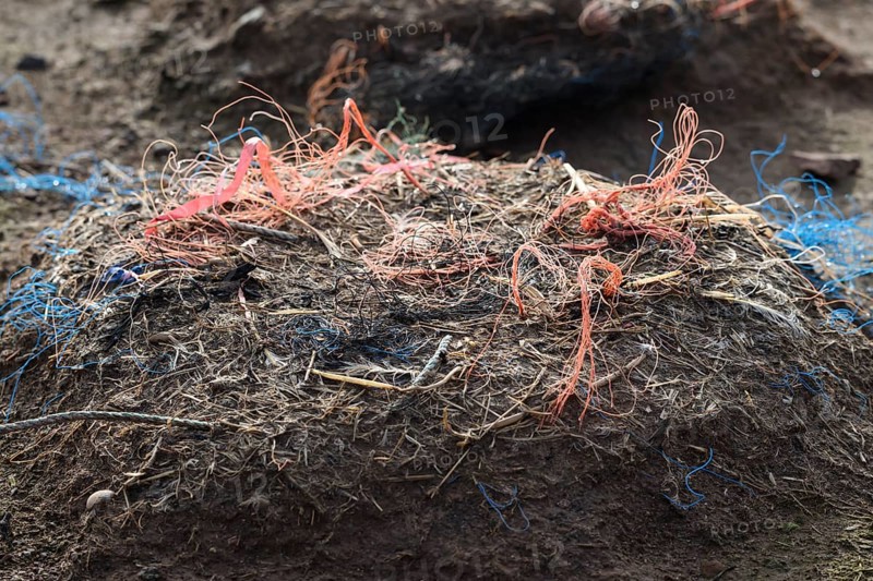 An abandoned nest of a gannet (Sula bassana) made of different materials with a lot of plastic waste from old fishing nets in an earthy environment, Helgoland, Schleswig-Holstein, Germany