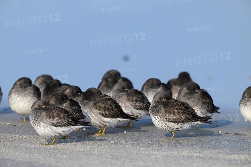 Sleeping sandpipers (Calidris maritima) on the beach of the dune, Heligoland, Schleswig-Holstein, Germany