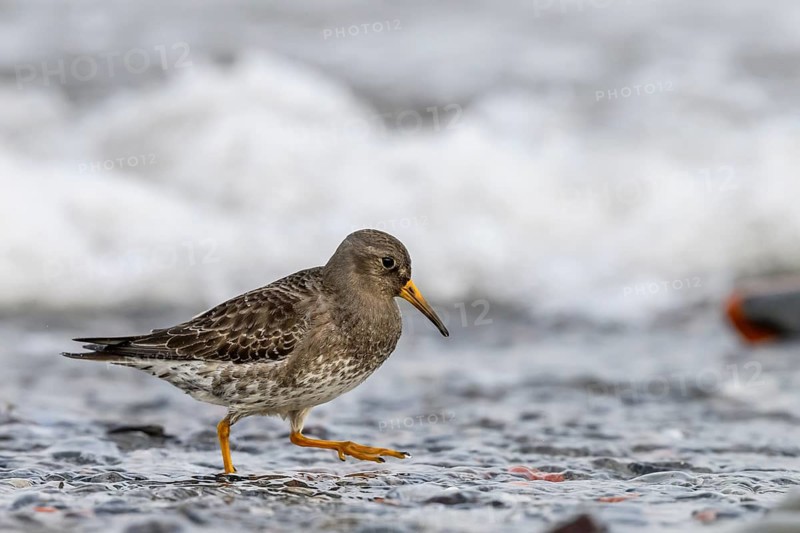 A common sandpiper (Calidris maritima) stands in shallow water surrounded by hectic wave foam, Helgoland, Schleswig-Holstein, Germany