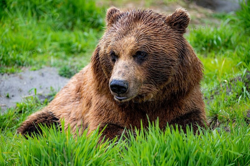 Brown bear (Ursus arctos), animal portrait, Alaska, USA