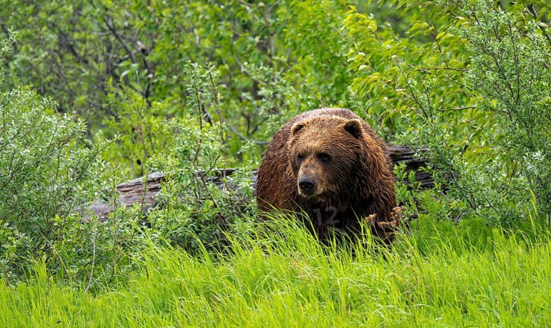 Brown bear (Ursus arctos) in the grass in spring, Alaska, USA