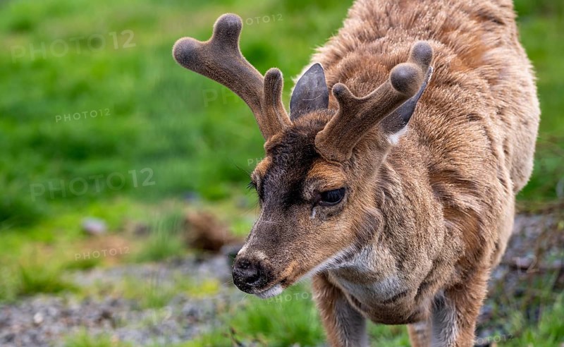 Sita deer (Odocoileus hemionus sitkensis), in spring, animal portrait, Alaska