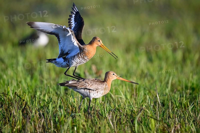 Two black-tailed godwits (Limosa limosa) standing in a meadow in front of mating copula, the male bird has spread his wings and lands on the back of the female bird, Dümmer nature park Park, Lower Saxony, Germany