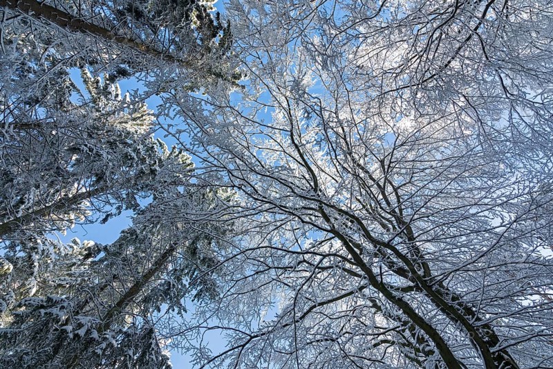 Snowy trees, treetops, forest, snow, winter, Sieversen, Samtgemeinde Rosengarten, Lower Saxony, Germany