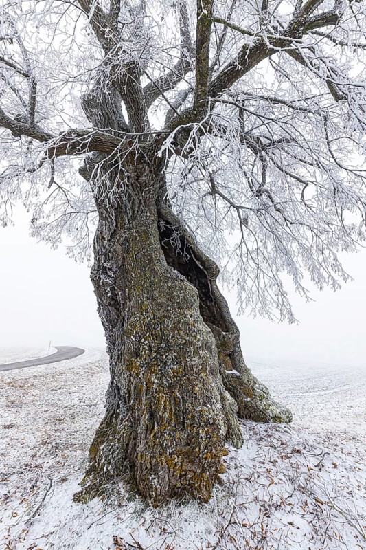 A distinctive linden tree with hoarfrost in the Swabian Jura. The Lindele natural monument in winter in Heroldstatt, Baden-Württemberg, Germany