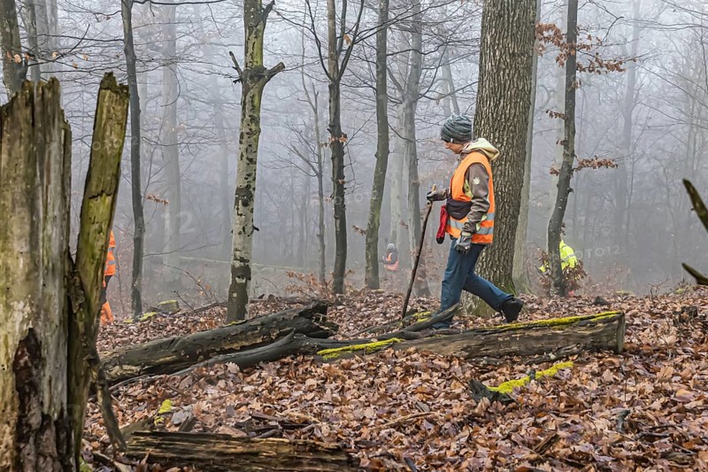 Driven hunting in Schönbuch. In autumn, hunters go hunting for wild boar and deer. Drivers in safety vests drive game through the forest. Böblingen, Baden-Württemberg, Germany