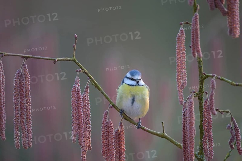 A blue tit (Cyanistes caeruleus) sits on a branch of a hazel tree (Corylus avellana) surrounded by catkins in the soft light of a spring morning, Melle, Lower Saxony, Germany