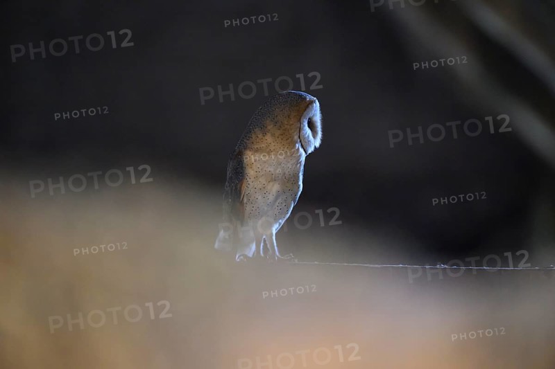 A barn owl (Tyto alba) sits in a dark environment and radiates a mysterious atmosphere, East Westphalia, North Rhine-Westphalia, Germany
