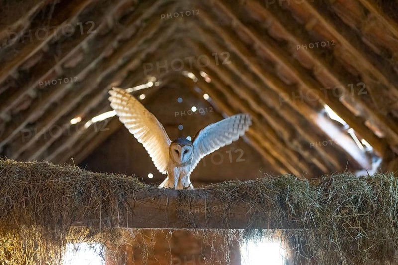 A barn owl (Tyto alba) lands with outstretched wings in the loft of an old barn surrounded by hay in a rustic, wood-lined attic, East Westphalia, North Rhine-Westphalia, Germany