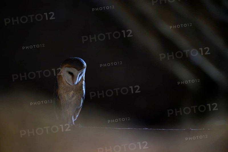 A barn owl (Tyto alba) In the shade, surrounded by darkness, East Westphalia, North Rhine-Westphalia, Germany