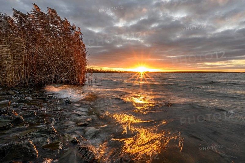 Sunrise with reeds in morning light at Dümmer See, Lower Saxony, Lembruch, Lower Saxony, Germany
