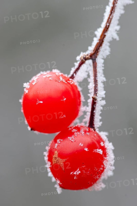 Hoarfrost on the fruit of the Guelder rose (Viburnum opulus), Oldenburger Münsterland, Vechta, Lower Saxony, Germany