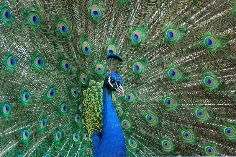Peacock (P. scalloped ribbonfish) in ornamental plumage, Vechta, Lower Saxony, Germany