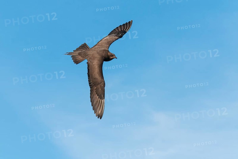 Parasitic skua (Stercorarius parasiticus), Lauvsnes, Nord-Trondelag, Norway
